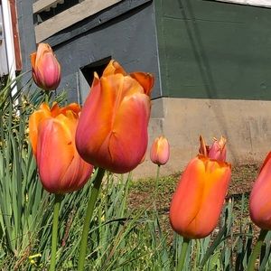 Meet your Posher, Gabrielle